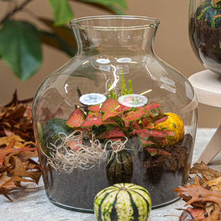 Little Joe Autumn – Glasflasche mit Herbstpflanzen und Mini-Kürbissen – Herbst-Flaschengarten DIY-Set – Ø 20 cm ↑ 22 cm