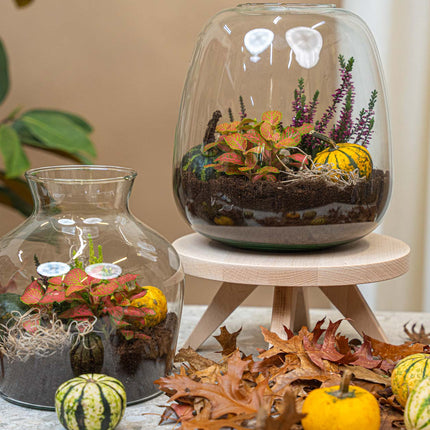 Little Joe Autumn – Glasflasche mit Herbstpflanzen und Mini-Kürbissen – Herbst-Flaschengarten DIY-Set – Ø 20 cm ↑ 22 cm