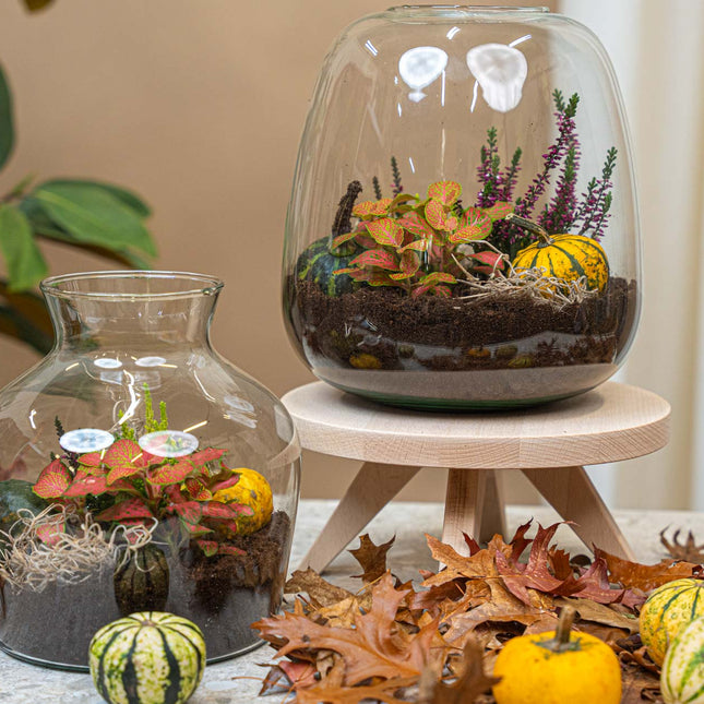 Little Joe Autumn - Glass bottle with Autumn plants and mini pumpkins - Autumn Bottle garden DIY kit - Ø 20 cm ↑ 22 cm
