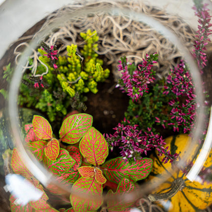 Emma Autumn – Glasflasche mit Herbstpflanzen und Mini-Kürbissen – Herbst Terrarium DIY-Set – Ø 23 cm ↑ 25 cm