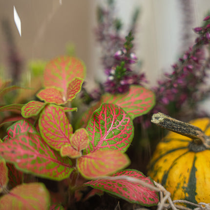 Emma Autumn – Glasflasche mit Herbstpflanzen und Mini-Kürbissen – Herbst Terrarium DIY-Set – Ø 23 cm ↑ 25 cm