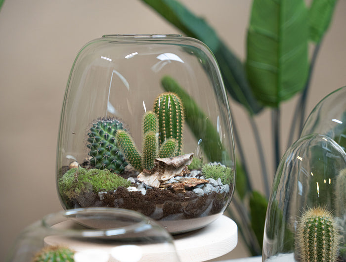 Offene Terrarien