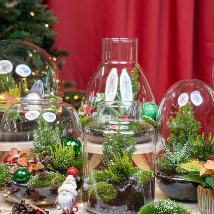 Evergreen - Weihnachts-Terrarium – DIY Flaschengarten – Ø 17 cm ↑ 25 cm