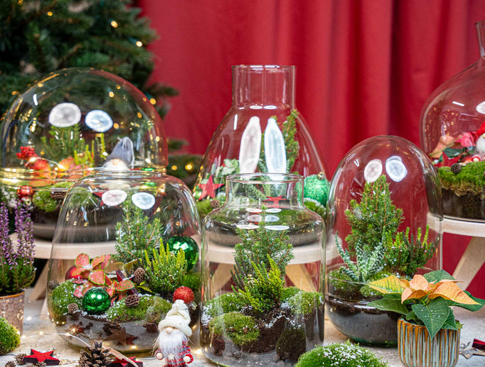 Christmas terrariums