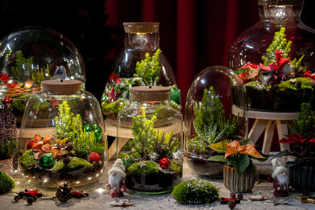 Ein plantastisches Geschenk für jeden Pflanzenliebhaber