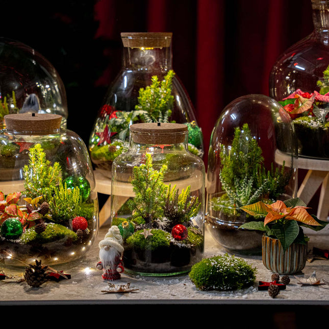 Jingle Weihnachts-Terrarium – DIY Flaschengarten – Ø 25 cm ↑ 26,5 cm