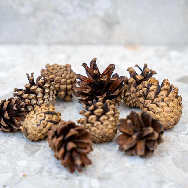 Pine Cones 10 pcs - Size 4 - 6 cm (small)