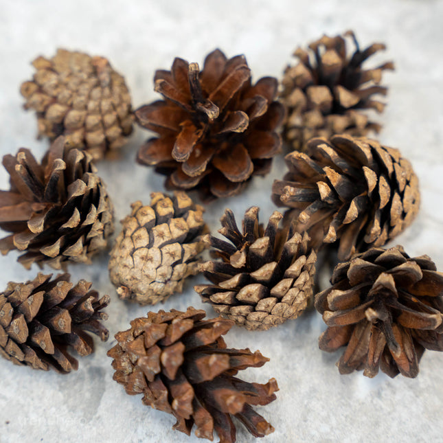 Pine Cones 10 pcs - Size 4 - 6 cm (small)