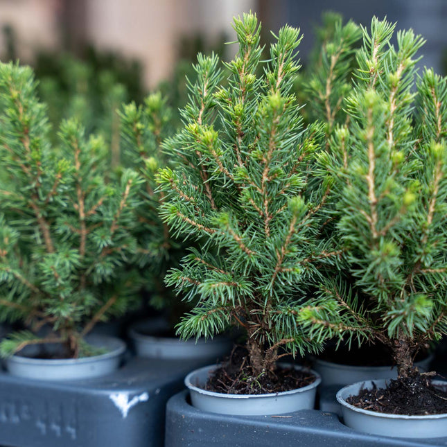 Mini Christmas Tree - ↑15-20 cm - Ø 6 cm Picea Glauca Perfecta