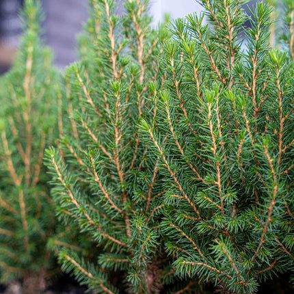 Mini Christmas Tree - Picea Glauca Perfecta - 25-30 cm