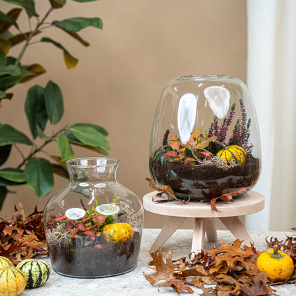 Emma Autumn – Glasflasche mit Herbstpflanzen und Mini-Kürbissen – Herbst Terrarium DIY-Set – Ø 23 cm ↑ 25 cm