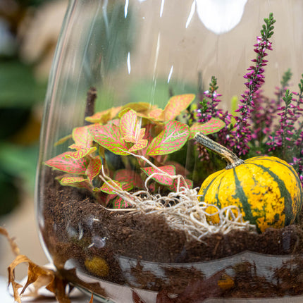 Emma Autumn – Glasflasche mit Herbstpflanzen und Mini-Kürbissen – Herbst Terrarium DIY-Set – Ø 23 cm ↑ 25 cm