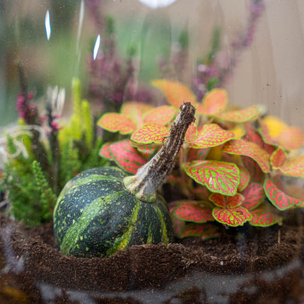 Little Joe Autumn – Glasflasche mit Herbstpflanzen und Mini-Kürbissen – Herbst-Flaschengarten DIY-Set – Ø 20 cm ↑ 22 cm