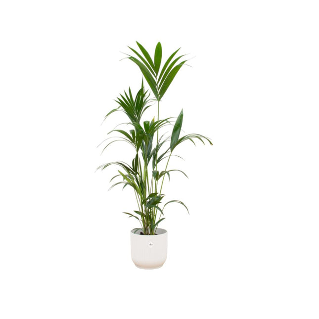 Combi deal - Kentia palm inclus pot elho Vibes Fold Round blanc Ø30 - 160 cm