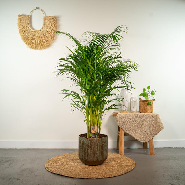 Areca palm - Ø24cm - ↝130cm