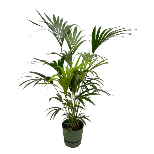 Kentia palm inclus pot elho Greenville Round vert - 160cm - Ø30