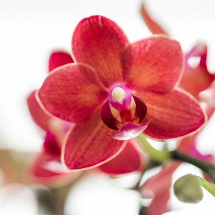 Red Phalaenopsis Orchid - Congo + Elite Silver Pot - Pot size Ø9cm - 40cm tall | Blooming Indoor Plant in Flowerpot