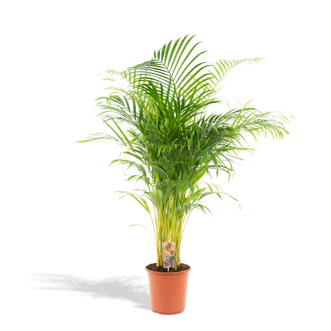 Areca palm - Ø24cm - ↝130cm
