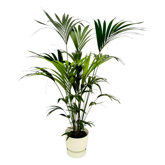 Kentia palm inclus pot elho Greenville Round blanc - 160cm - Ø30