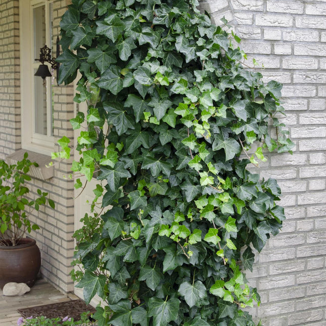 Hedera helix - Klimop Groen