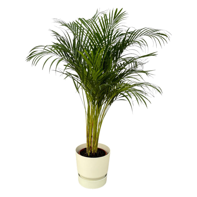 Areca palm - ↨130cm - Ø24cm inclus pot elho Greenville Round blanc D30xH28