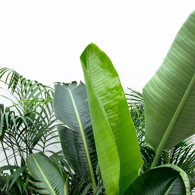 Combi deal XXL - Kentia 200 cm, Strelitzia Nicolai 225 cm, Areca 200 cm
