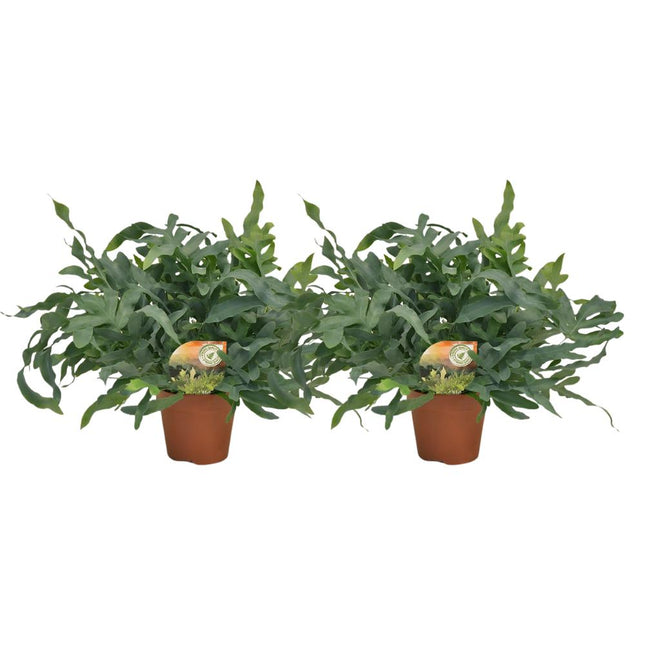 Phlebodium Blue Star - 2 stuks - Ø17cm - Ø60cm