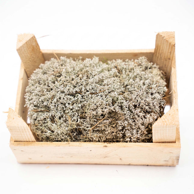 Silver Moss - Wooden Tray - 23x15,5x11,5 cm - Real moss