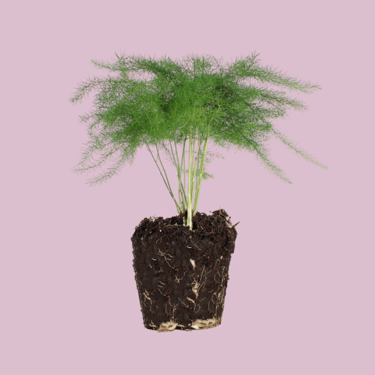 Plumosus Fern Asparagus Setaceus Terrarium Live House Starter Plant Po -  Tropify