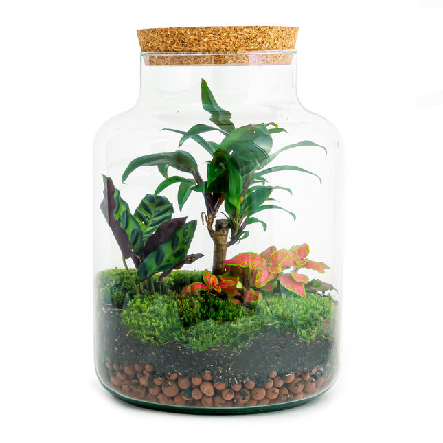 Terrarium à assembler - Plante sous verre DIY, vente au meilleur