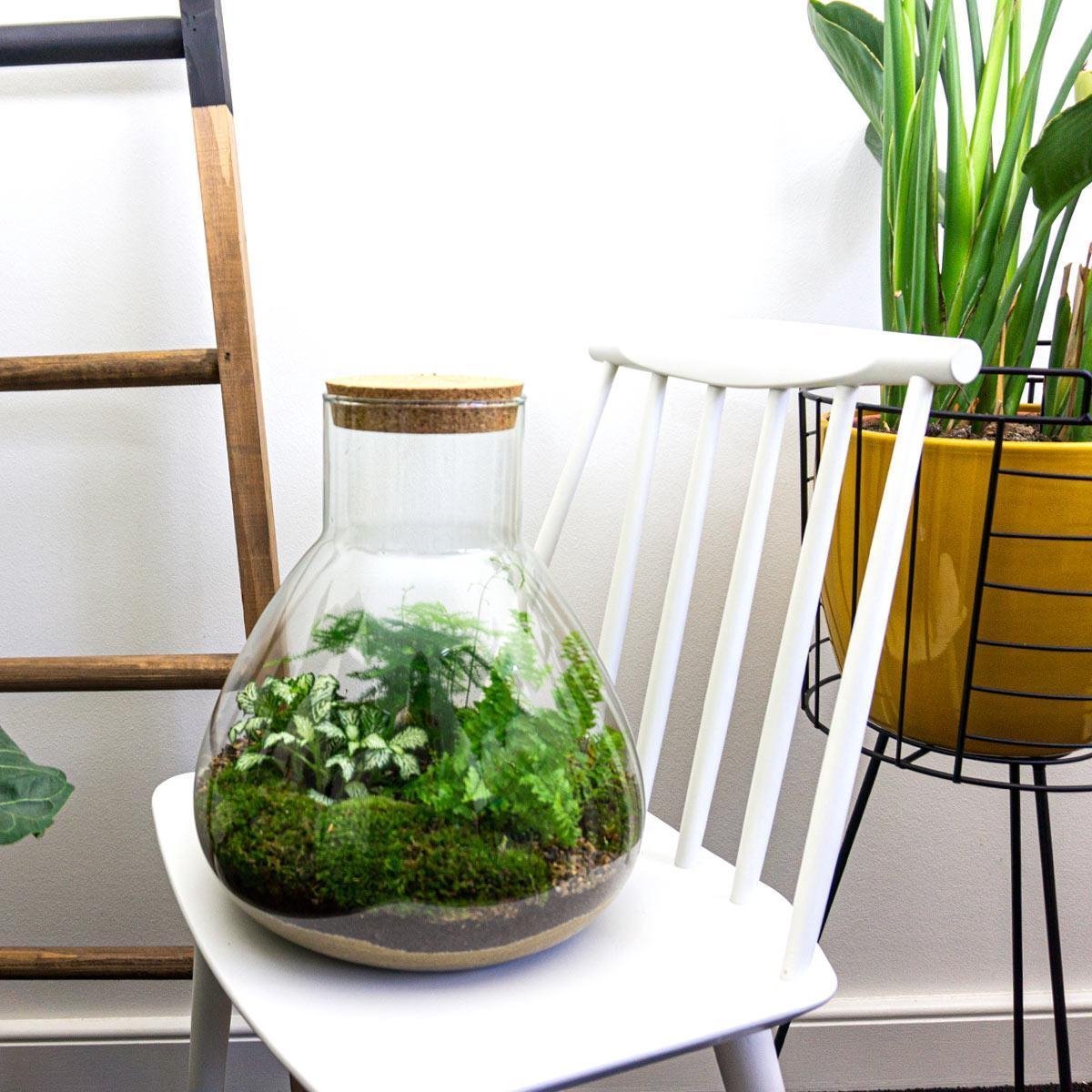Kit DIY Terrarium • Dôme XL • Écosystème avec plantes • ↑ 30 cm