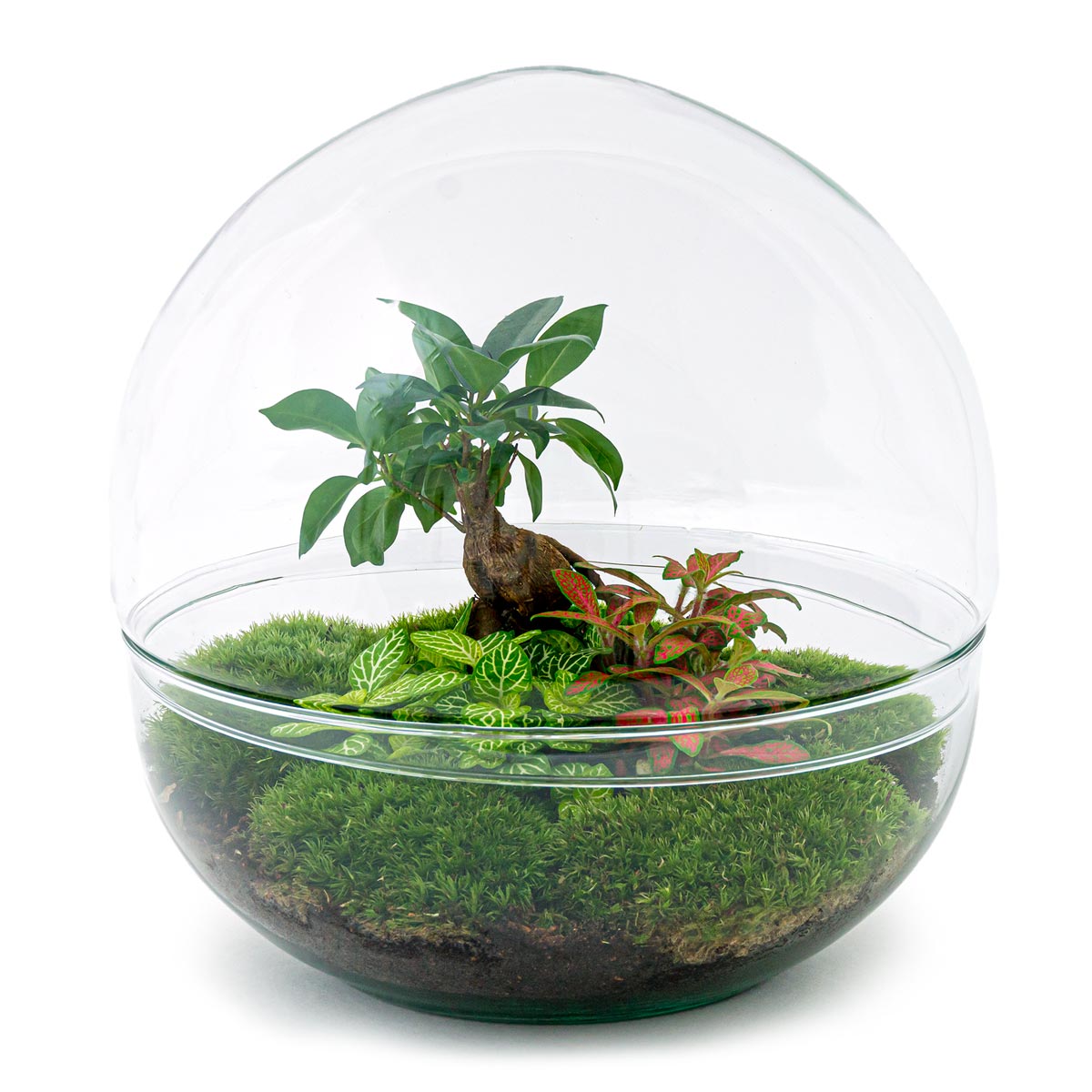 Terrarium DIY Kit • Dome XL Ginseng bonsai • ↑ 28 cm – urbanjngl