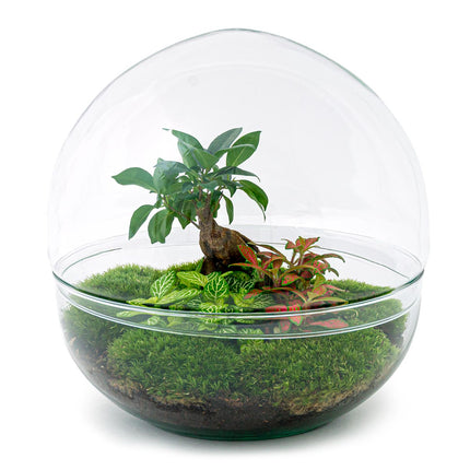 Flaschengarten - Dome XL Ficus Ginseng Bonsai - Ökosystem mit Pflanzen im Glas - ↑ 30 cm