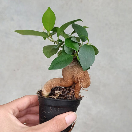 Ficus Ginseng bonsai - Microcarpa - ↑15 cm - Ø 6 cm