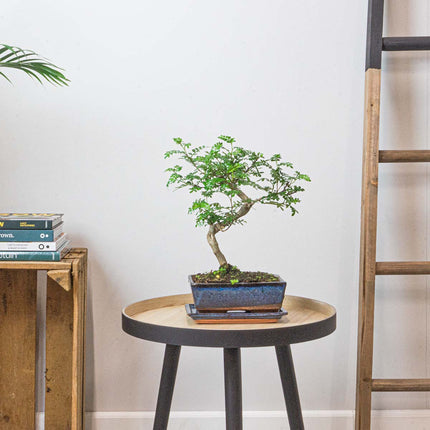 Japanse Peper | Zanthoxylum piperitum - 4 - 5 jaar oude bonsai - ↑ 35 cm