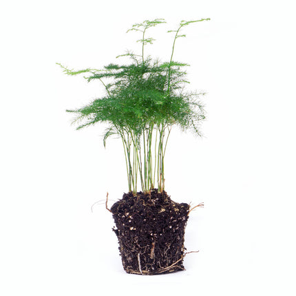 Asparago Setaceus Plumosus - Asparago ornamentale - Pianta da terrario