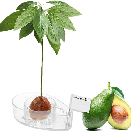 AvoSeedo: Zelf een avocadoplant kweken?