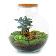 Planten terrarium • Bolder Bob Bonsai • Ecosysteem plant • ↑ 30 cm