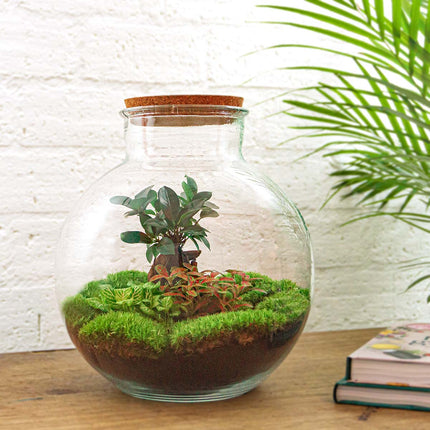 Flaschengarten • Bolder Bob Bonsai • Ökosystem mit Pflanzen im Glas • ↑ 30 cm