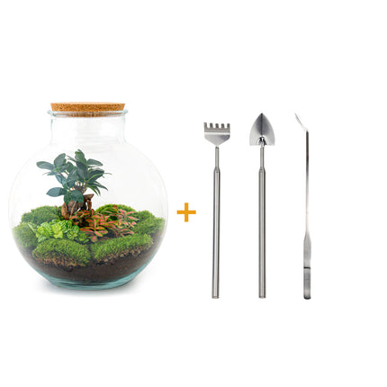 Kit DIY para terrario • Bolder Bob • Ecosistema con plantas • ↑ 30 cm