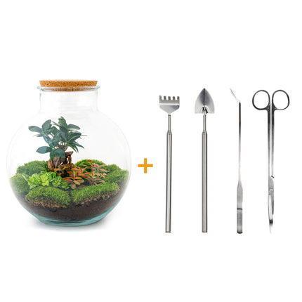 Kit DIY para terrario • Bolder Bob • Ecosistema con plantas • ↑ 30 cm