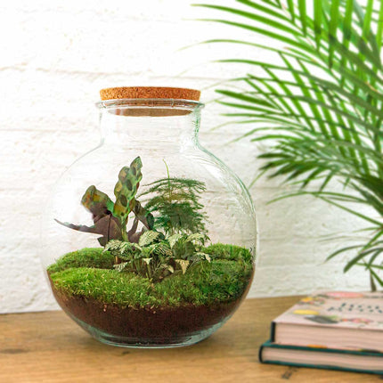 Planten terrarium • Bolder Bob • Ecosysteem plant • ↑ 30 cm