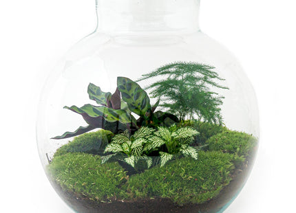 Flaschengarten - Bolder Bob - Ökosystem mit Pflanzen im Glas - ↑ 30 cm