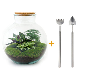 Flaschengarten - Bolder Bob - Ökosystem mit Pflanzen im Glas - ↑ 30 cm