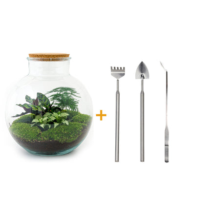 Planten terrarium • Bolder Bob • Ecosysteem plant • ↑ 30 cm