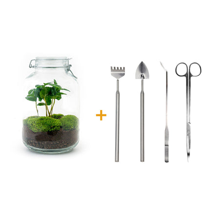 Planten terrarium - Jar Coffea Arabica - Ecosysteem met plant - ↑ 28 cm