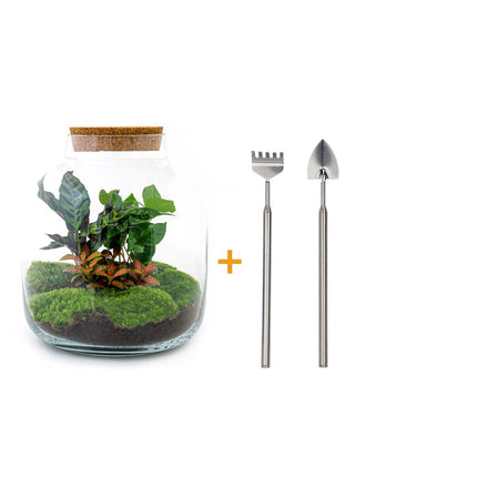 Kit de bricolaje para terrario • Billie Bonsai • Ecosistema con Ficus Bonsai • ↑ 29 cm