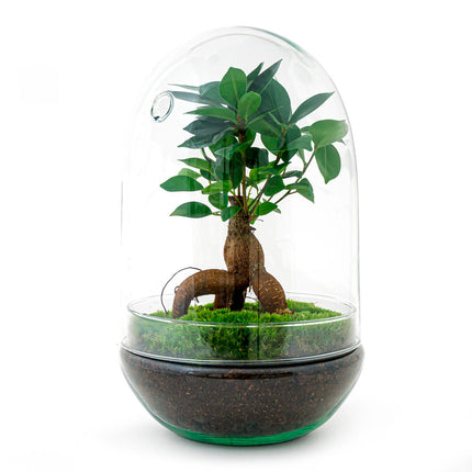 Flaschengarten • Ei XL Bonsai • Pflanze im Glas • ↑ 30 cm