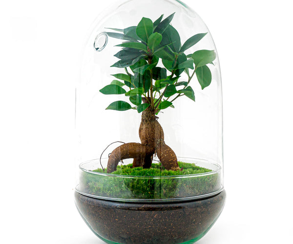 Terrarium DIY Kit - Dome XL - Bottle Garden - ↑ 30 cm – urbanjngl