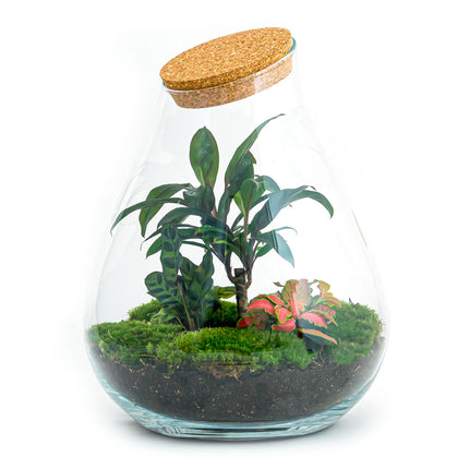 Planten terrarium • Drop XL met palm • Ecosysteem plant • ↑ 37 cm
